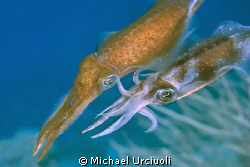Reef Squid in the process of mating caught in mid water a... by Michael Urciuoli 